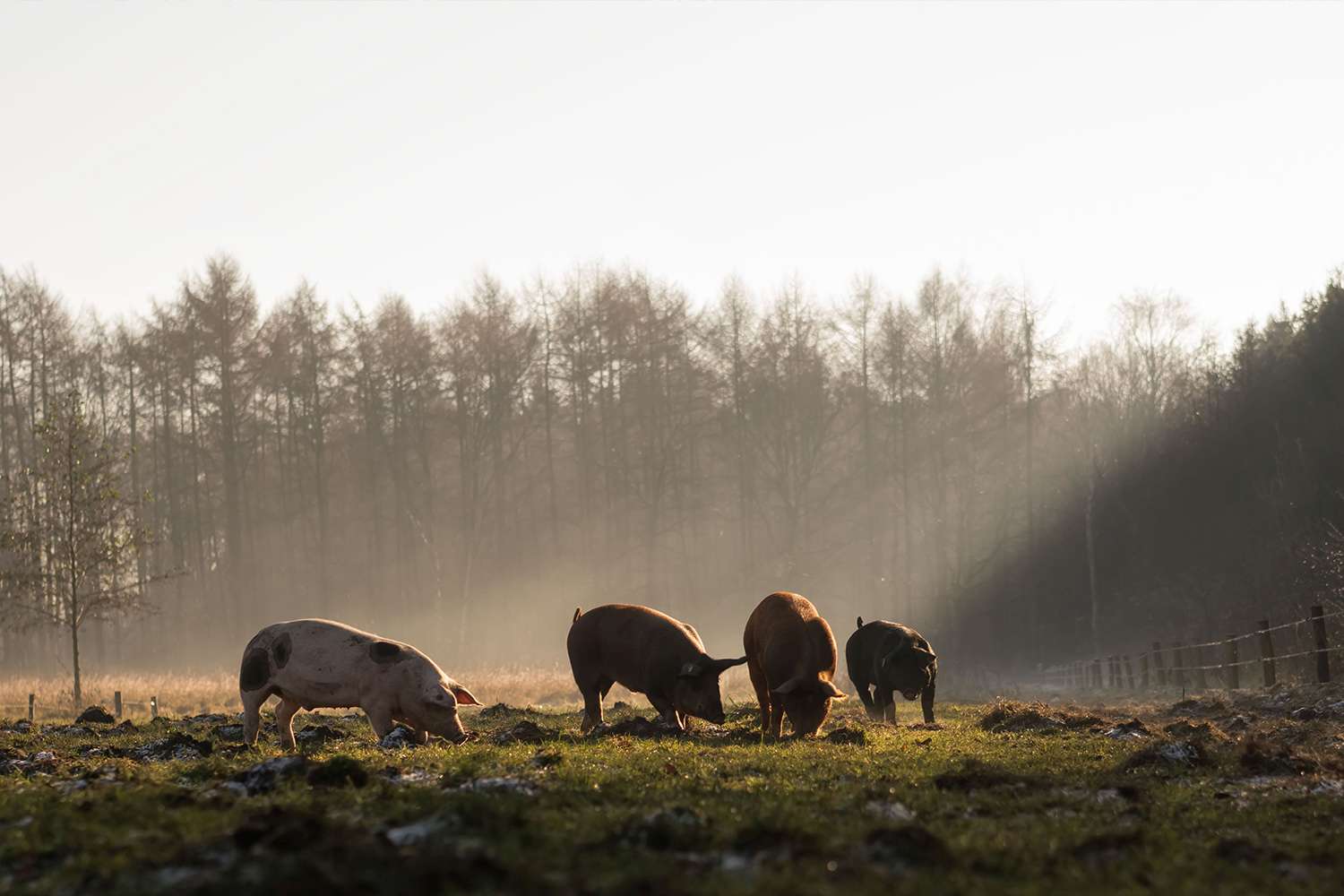 Varkens op de wei