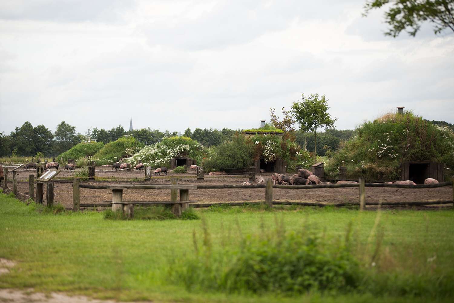 Weidevarkens in Baarschot