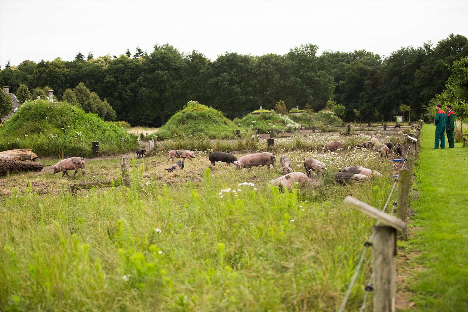 Weidevarkens op boerderij Den Elshorst