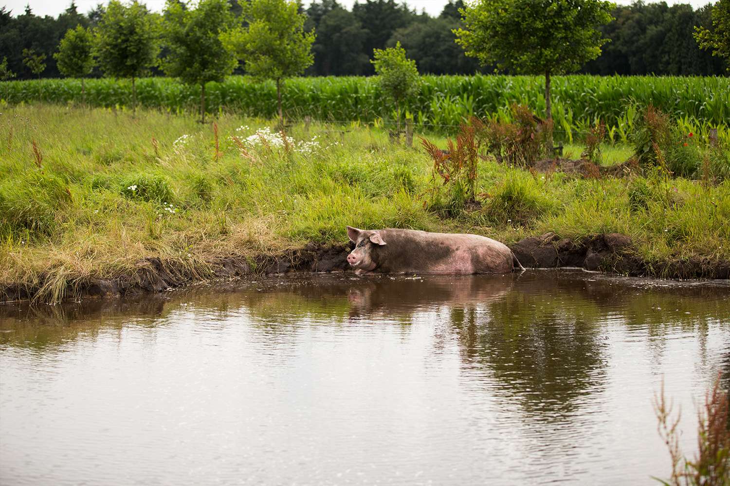 Varken in een modderpoel