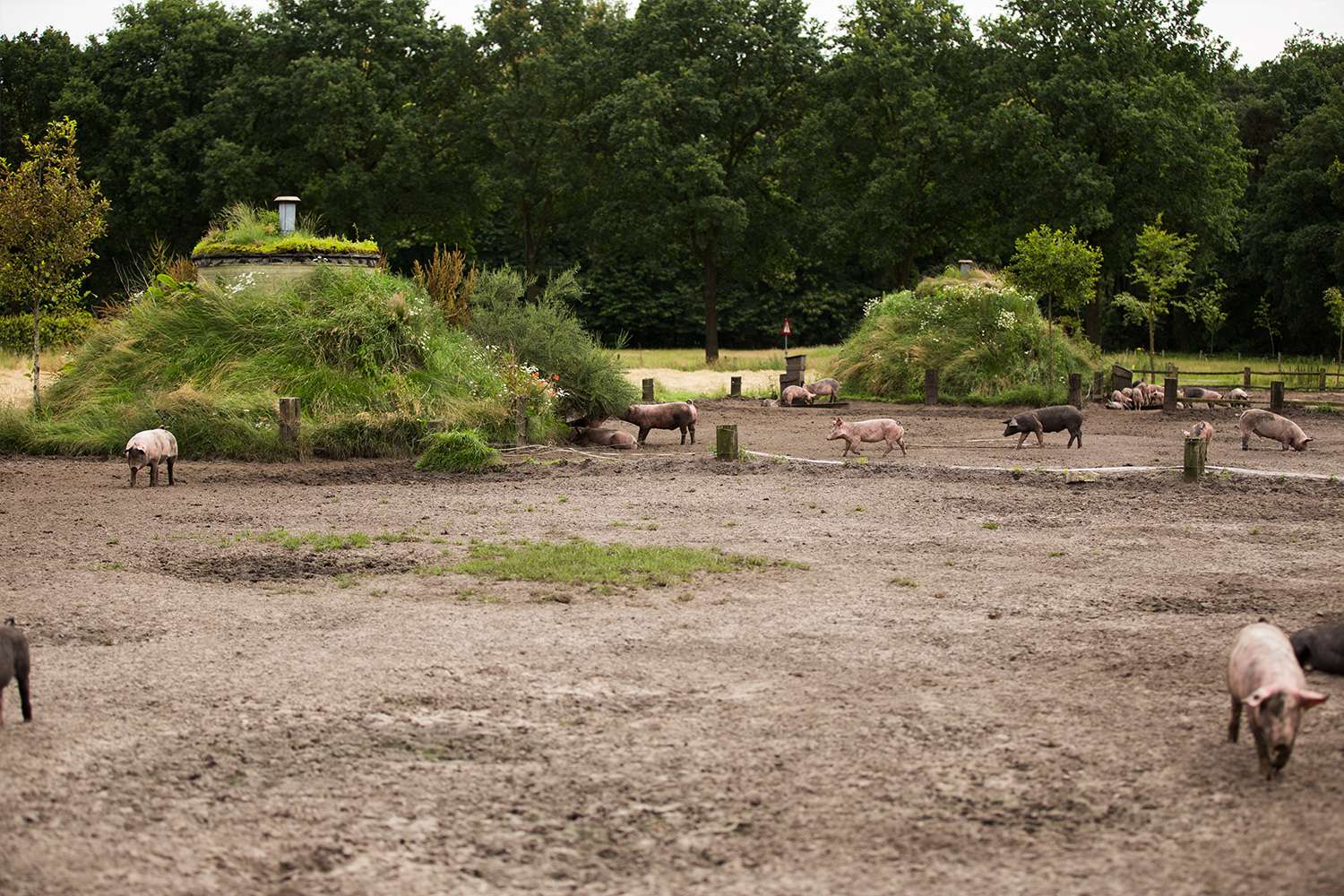 Weidevarkens Baarschot, Den Elshorst