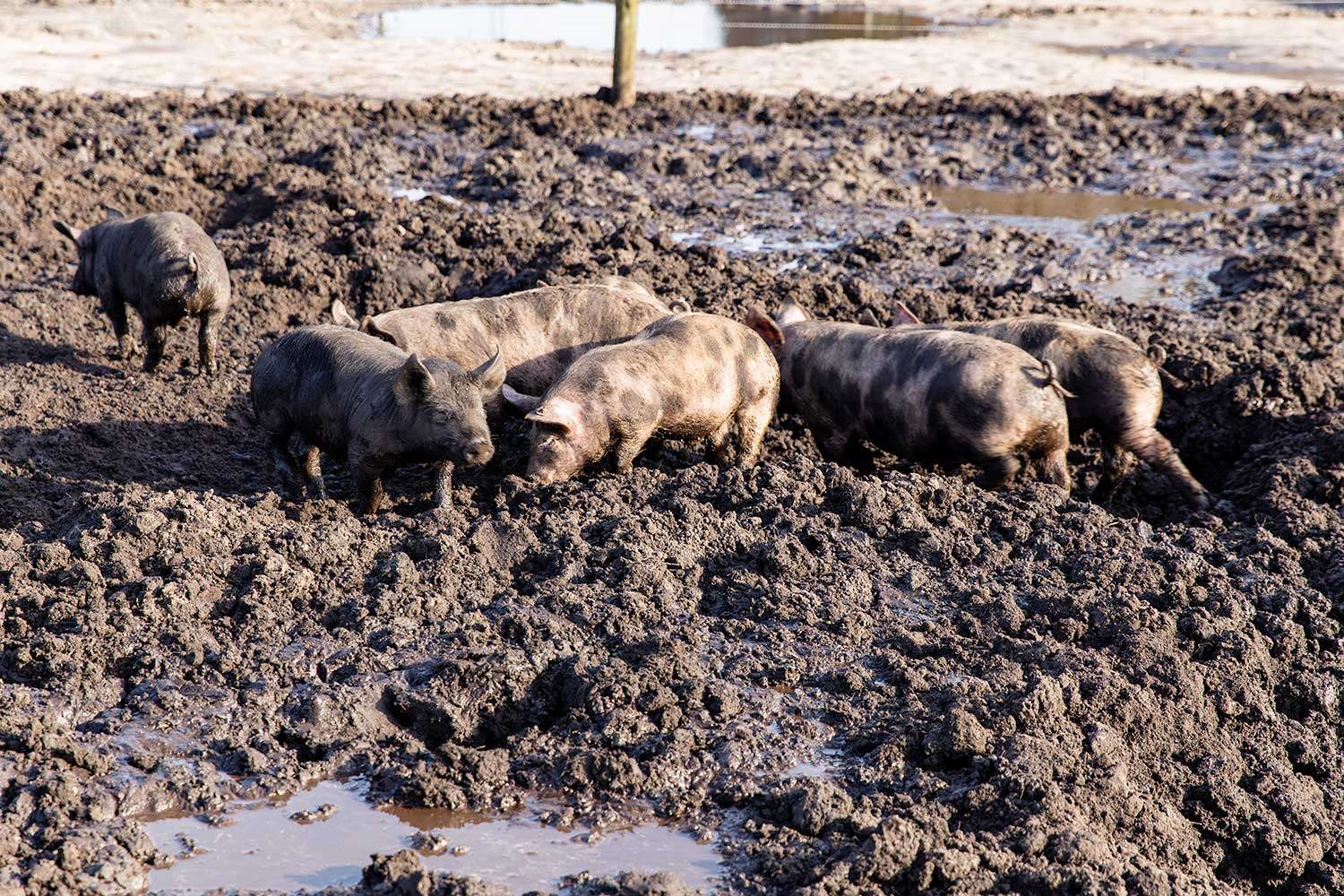 Gasconne biggen buiten op de boererij