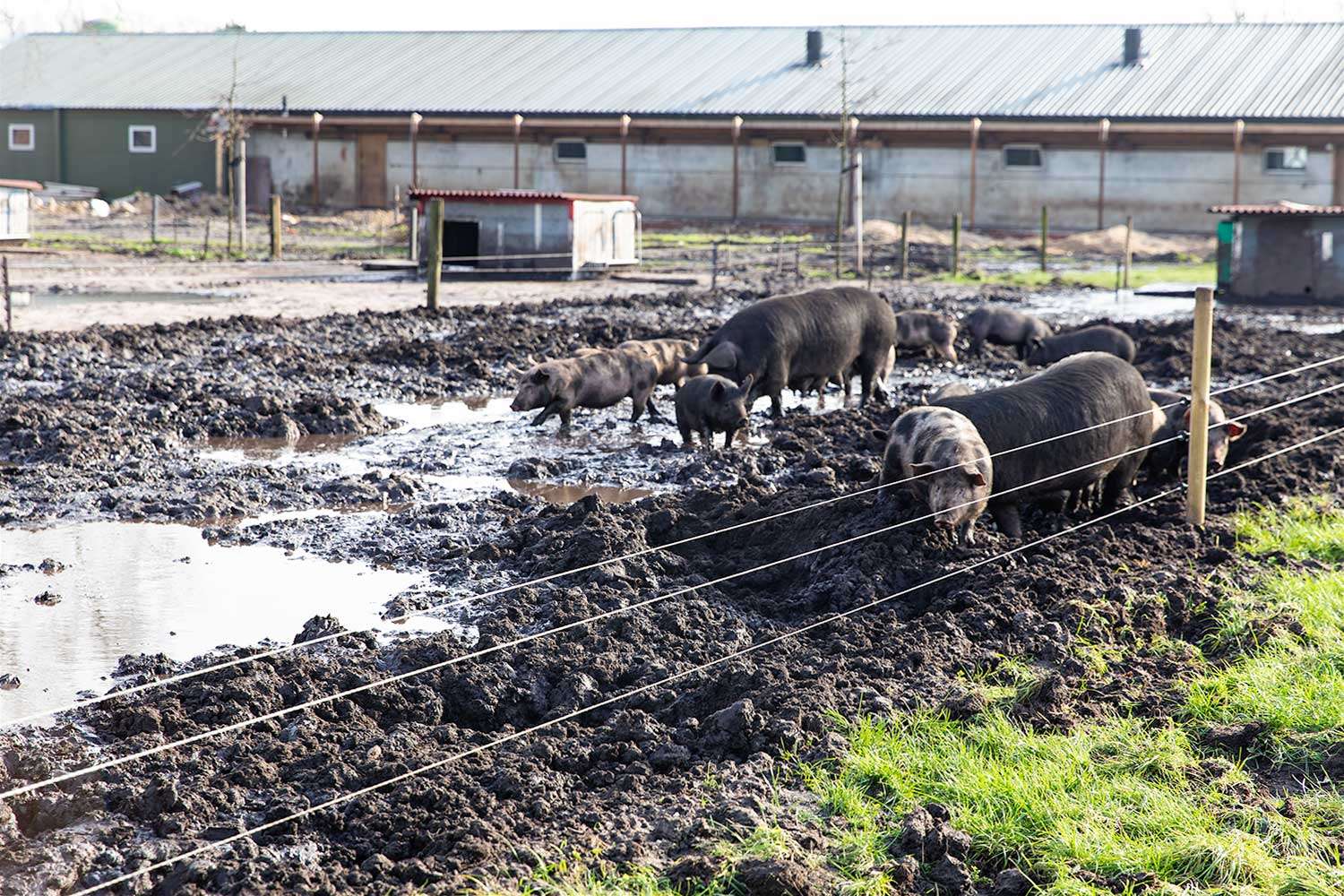 Gasconne biggen en varkens in een modderpoel