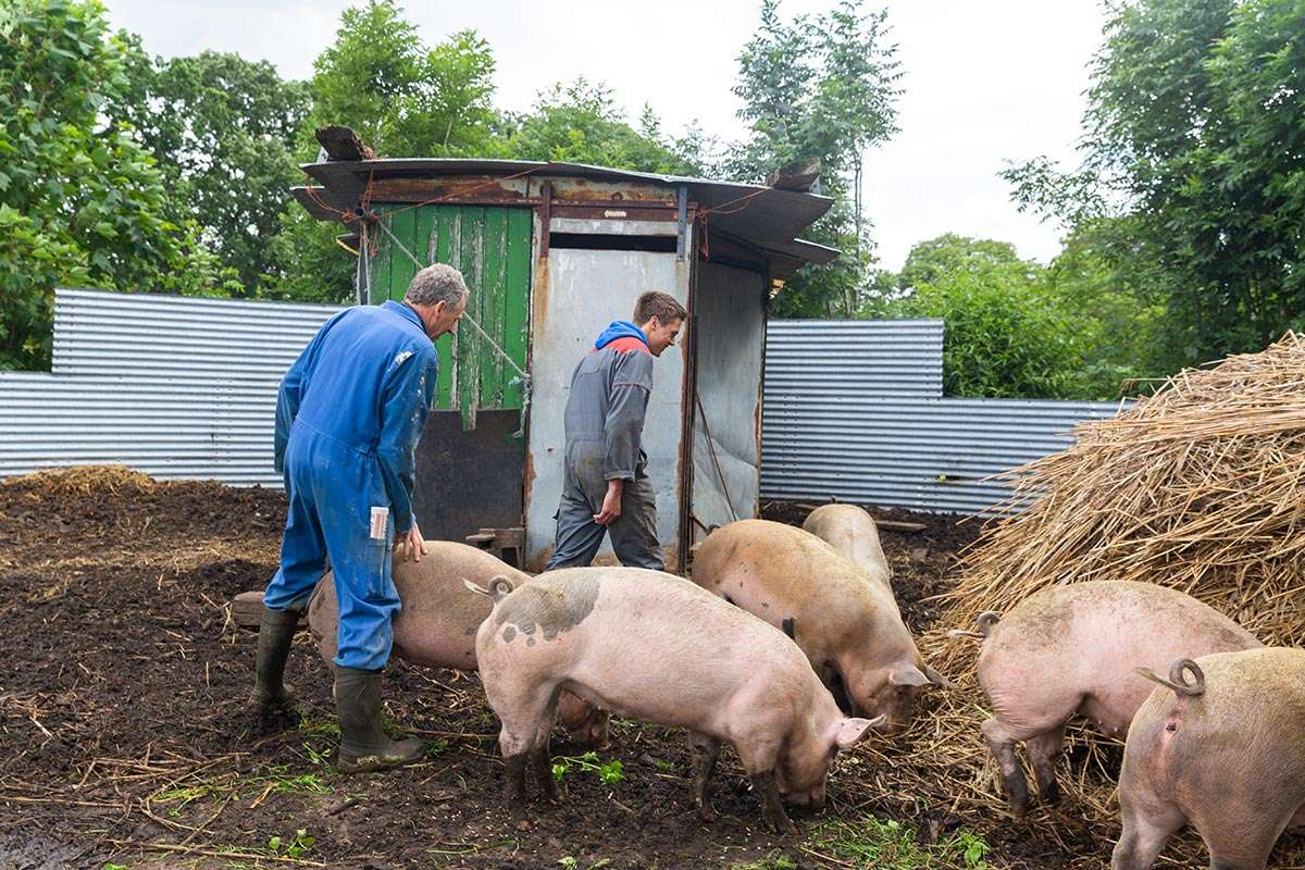 Varkensboeren Gijsbert en Giso met de varkens op de boerderij
