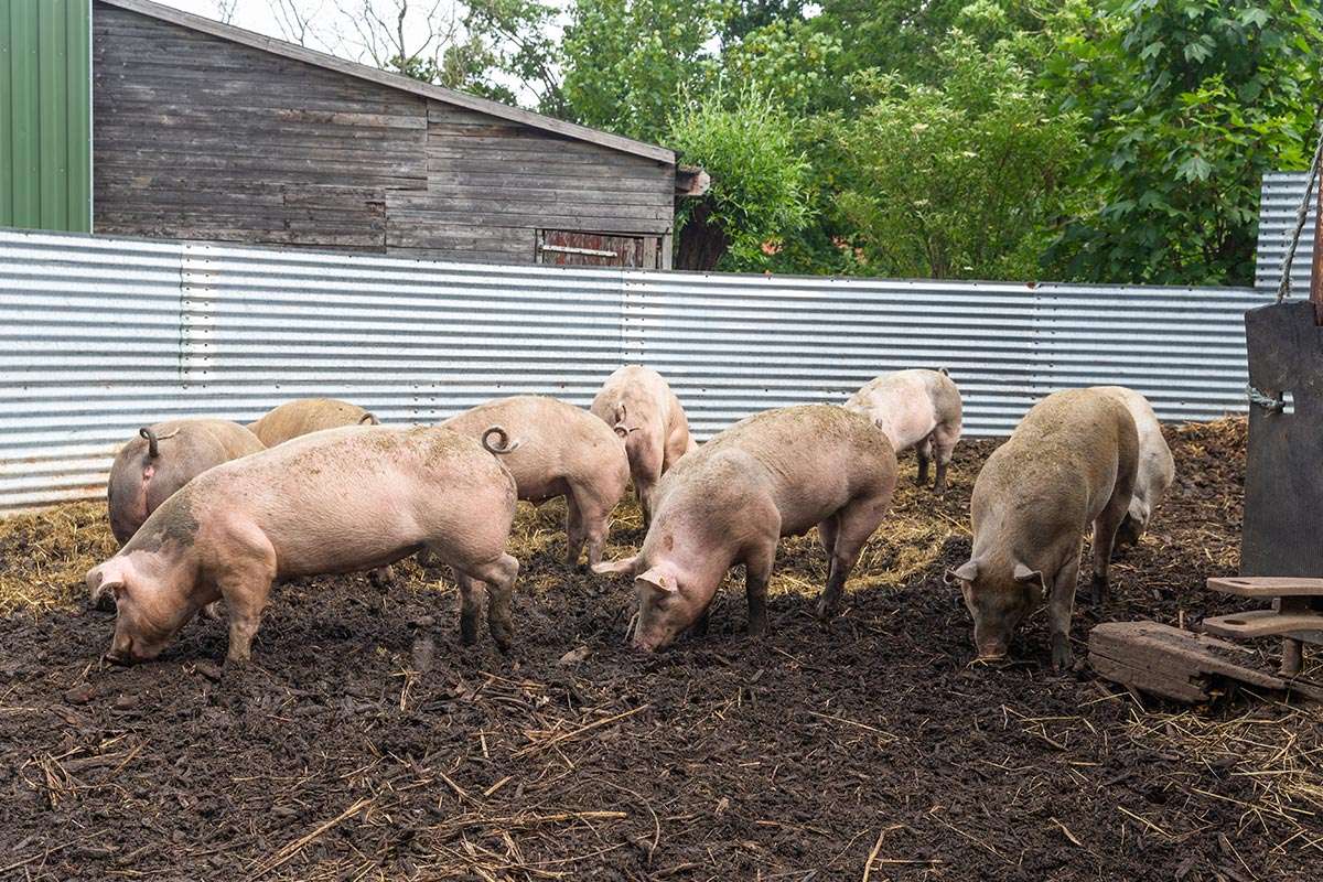 Varkens op de boerderij