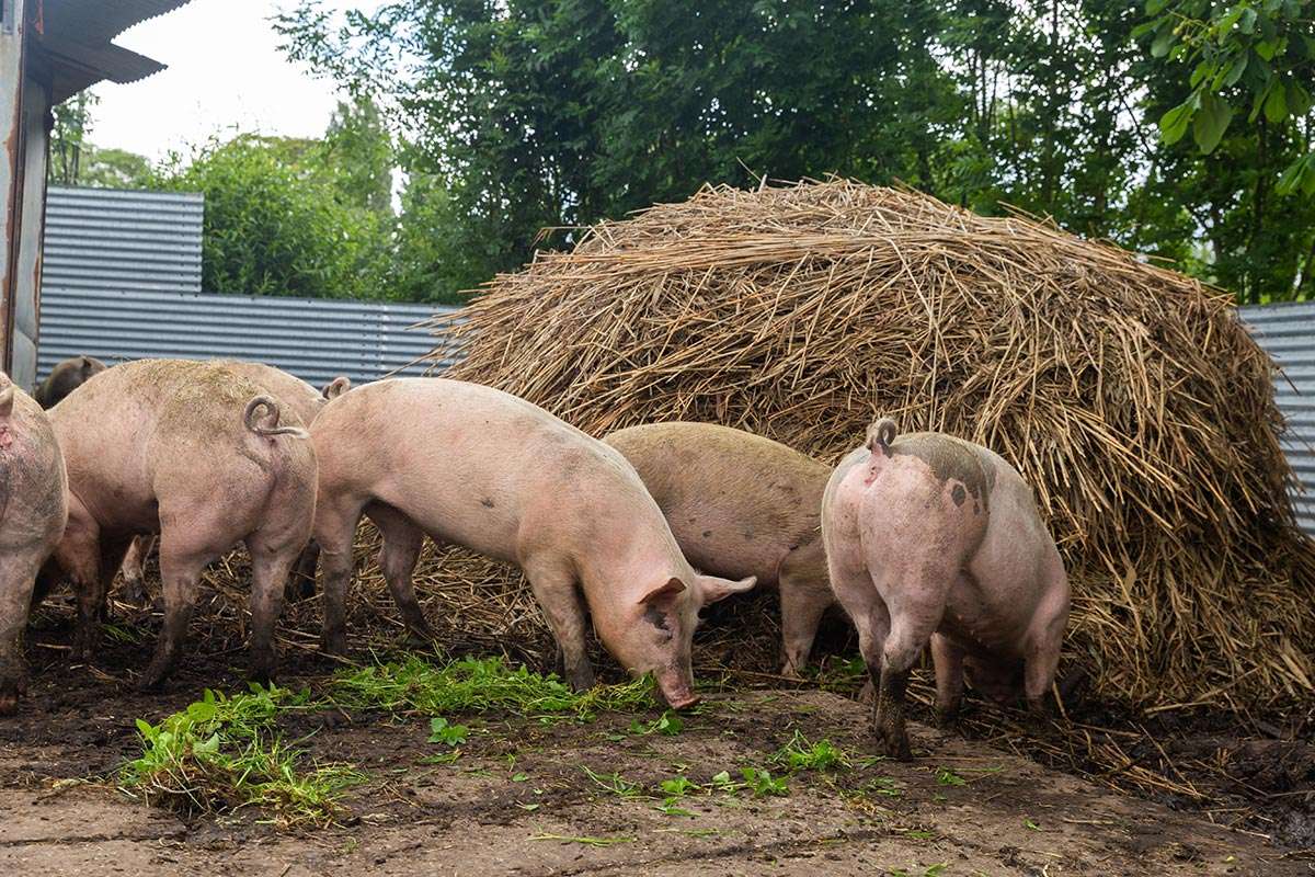 Varkens en stro op de boerderij