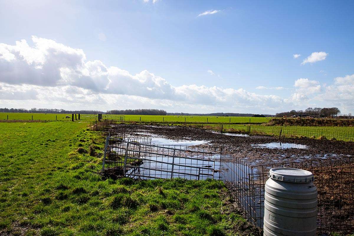 Modderpoel voor de varkens
