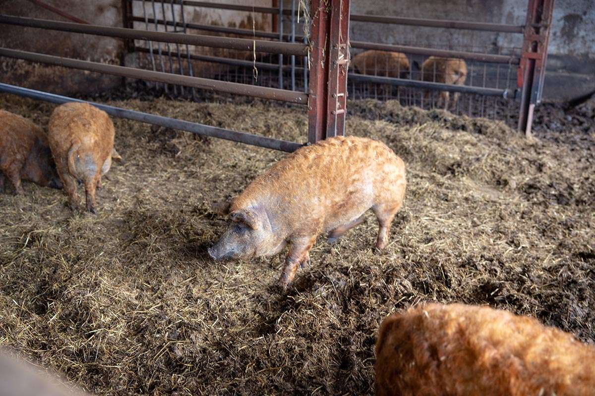 Mangalica varkens op stal