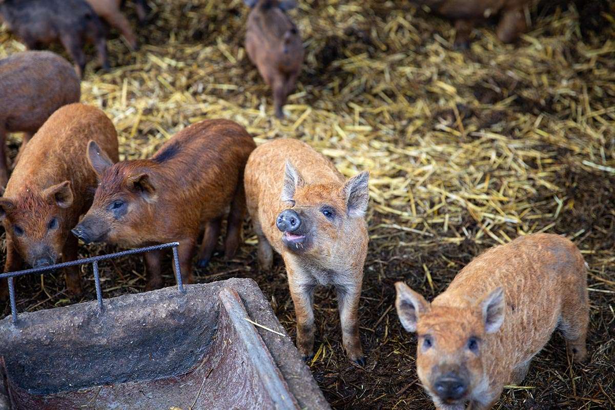 Jonge Mangalica varkens