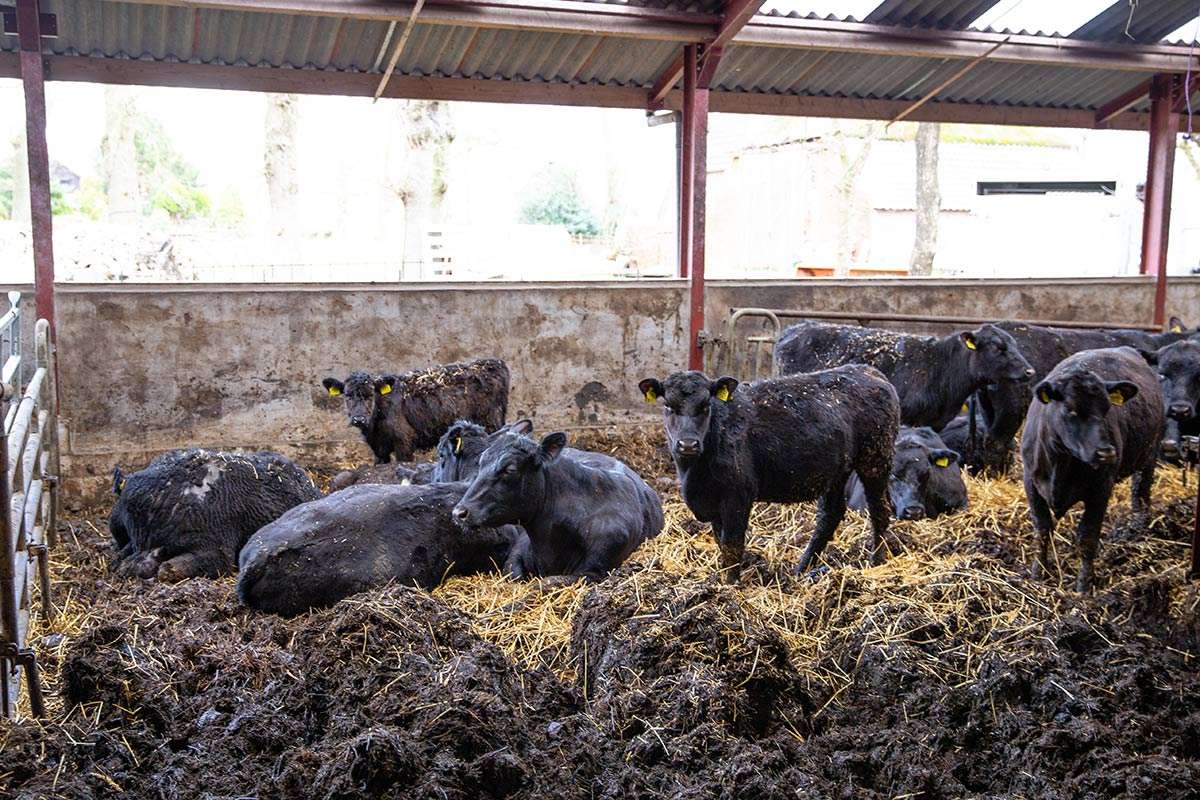 Black Angus koeien