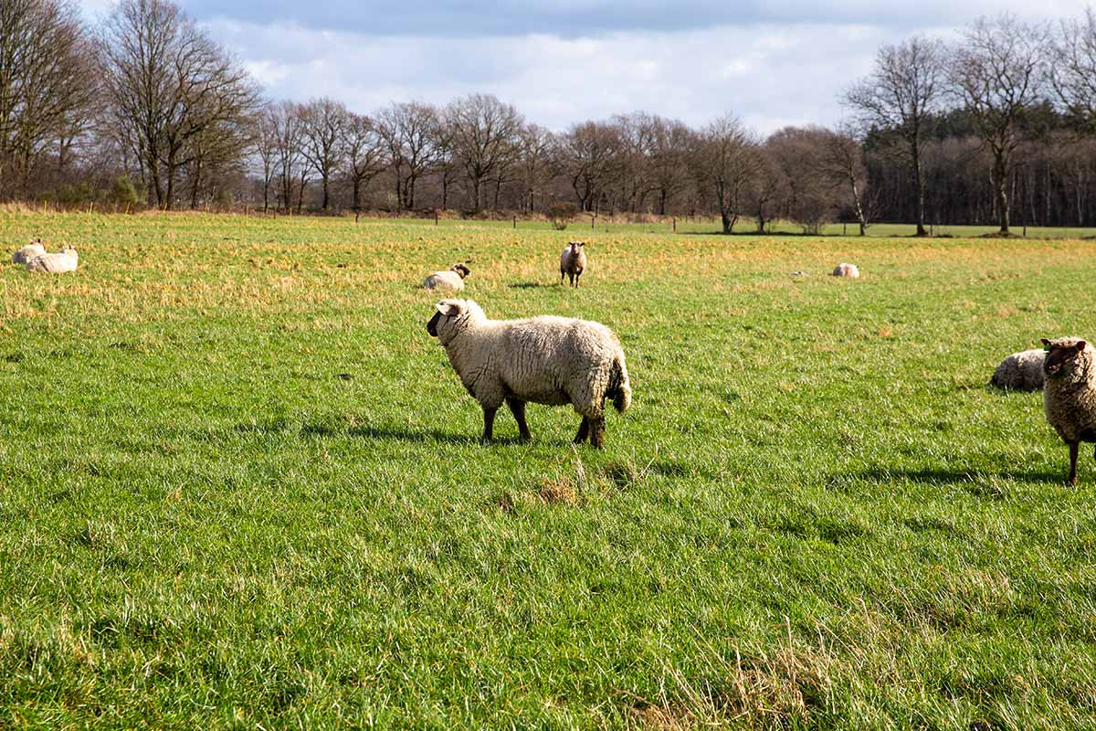 Oerlammen
